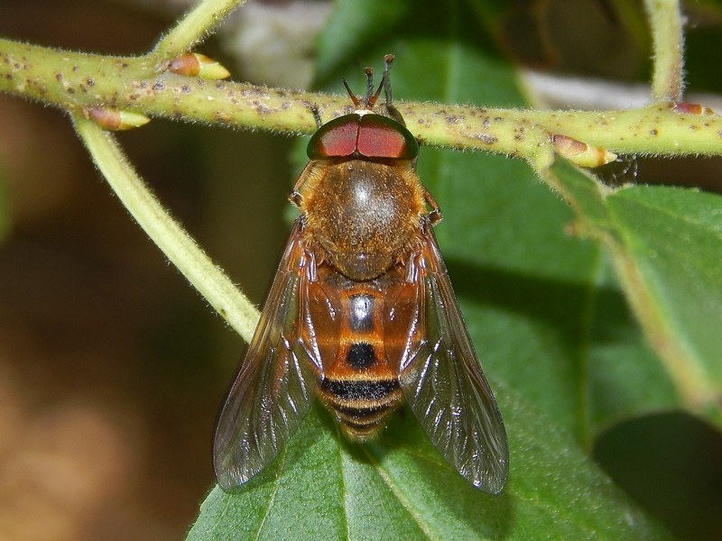 Tabanidae da ID